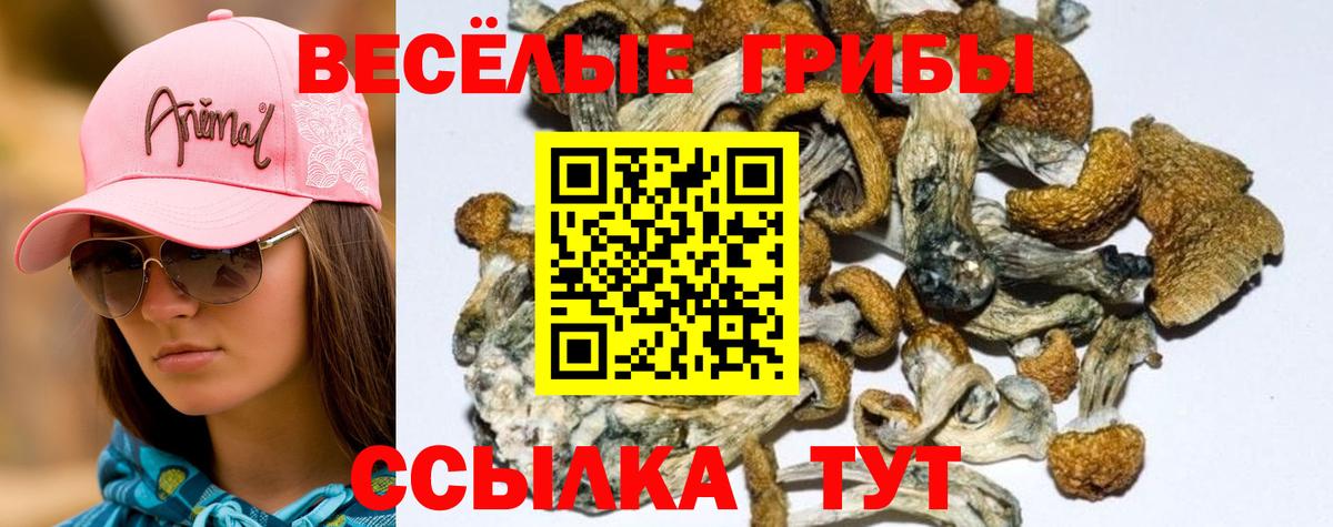 Псилоцибиновые грибы GOLDEN TEACHER  Вход с VPN  Мыски 